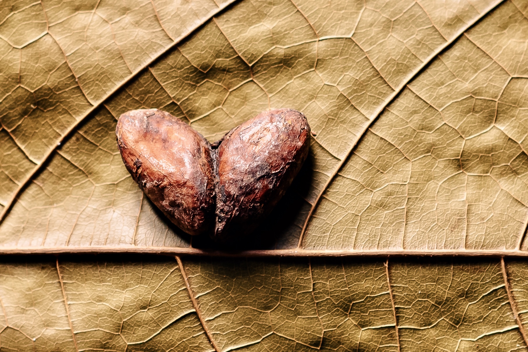 Beans straight from our heart